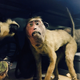 Imagen: Crappy Taxidermy